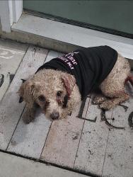 Lost Female Dog last seen Last seen on Princeton Park, DeKalb County, GA 30058