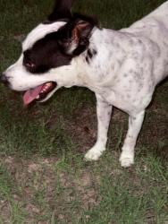 Reunited Male Dog last seen 6th st and upas ave, McAllen, TX 78501