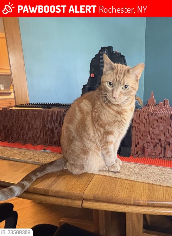 Lost Male Cat last seen Genesee Park Blvd, Rochester, NY 14619