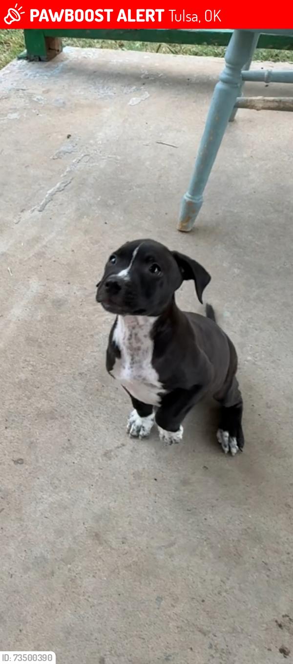 Lost Male Dog last seen Pine and Harvard, Tulsa, OK 74110