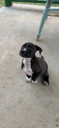 Lost Male Dog last seen Pine and Harvard, Tulsa, OK 74110