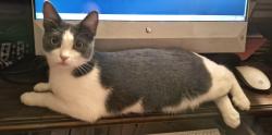 Reunited Female Cat last seen Bluestarr RSU American Legion, Claremore, OK 74017