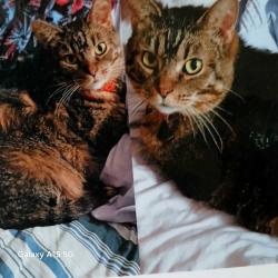 Reunited Female Cat last seen Pacific and Benedetti, Waterford Green apmts, Naperville, IL 60563