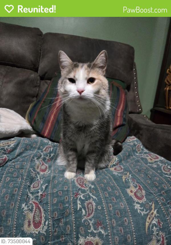Reunited Female Cat last seen Captain Mead and W Old Mountain Road, Louisa, VA 23093