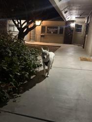 Found/Stray Male Dog last seen franklin and meridian rd, Meridian, ID 83642