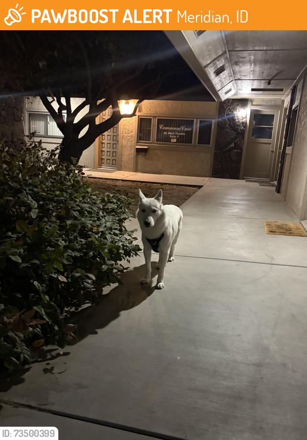Found/Stray Male Dog last seen franklin and meridian rd, Meridian, ID 83642