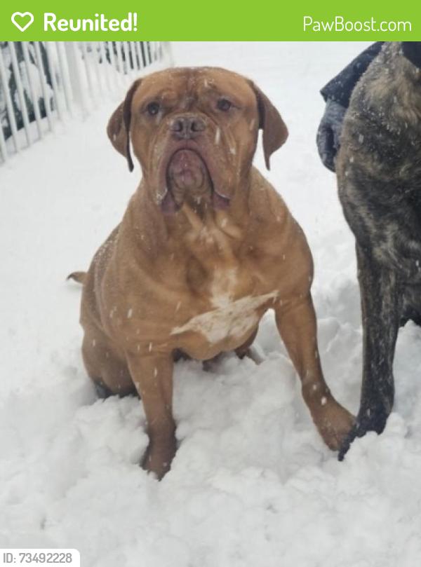 Reunited Female Dog last seen 9 mile and fieldcrest rd, Whitmore Lake, MI 48189