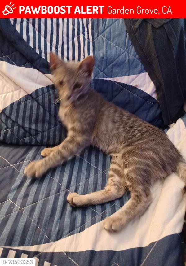 Lost Female Cat last seen Magnolia & Garden Grove Blvd, Garden Grove, CA 92844