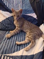 Lost Female Cat last seen Magnolia & Garden Grove Blvd, Garden Grove, CA 92844