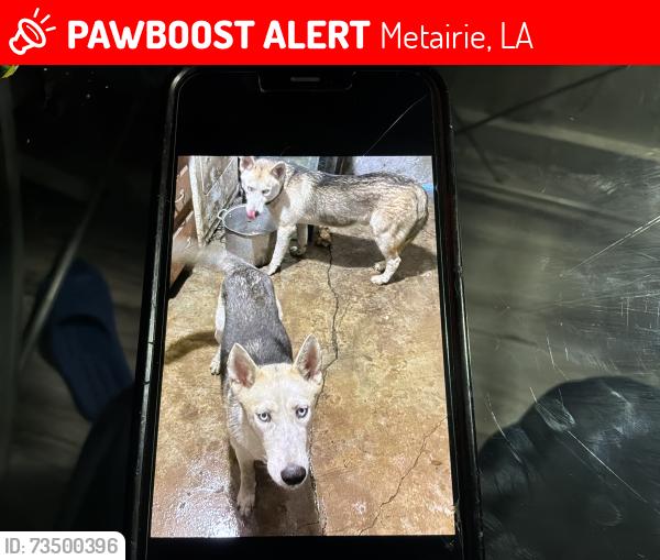 Lost Male Dog last seen Airline Highway. And David DRIVE, Metairie, LA 70003