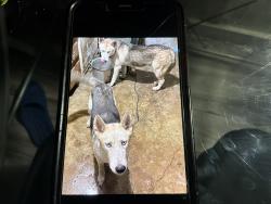 Lost Male Dog last seen Airline Highway. And David DRIVE, Metairie, LA 70003