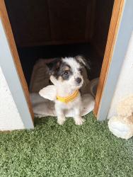 Reunited Female Dog last seen Near Englestad St, North Las Vegas, NV 89030, USA, North Las Vegas, NV 89030