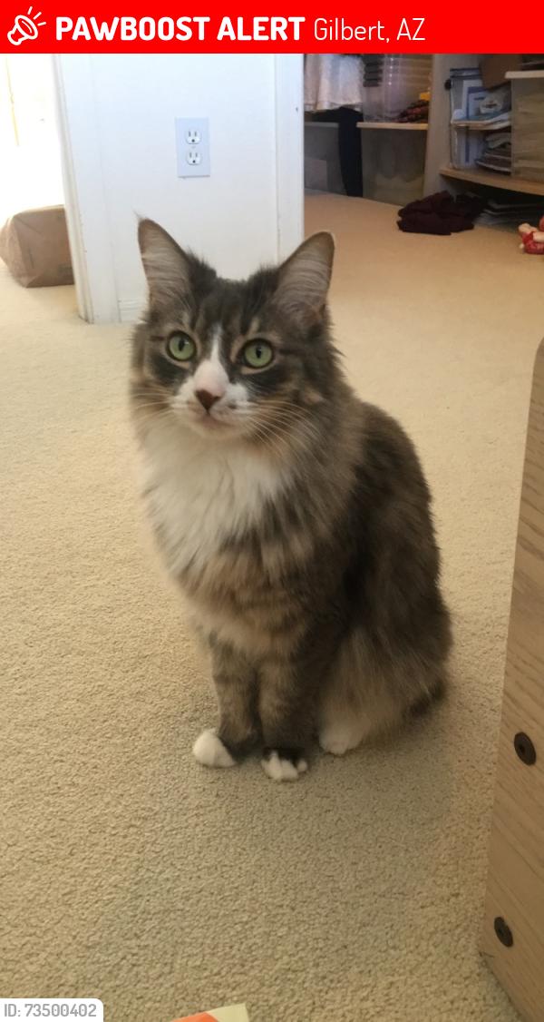 Lost Female Cat last seen Power and Queen Creek, Gilbert, AZ 85297