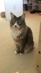 Lost Female Cat last seen Power and Queen Creek, Gilbert, AZ 85297