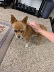 Reunited Female Dog last seen Leadville Ave & Boise Ave., Boise, ID 83706