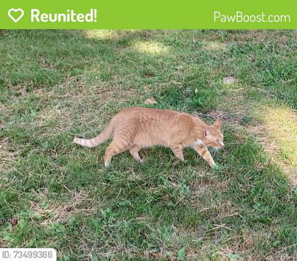 Reunited Unknown Cat last seen Between Cedar and Old Shakopee in East Bloomington, Bloomington, MN 55425