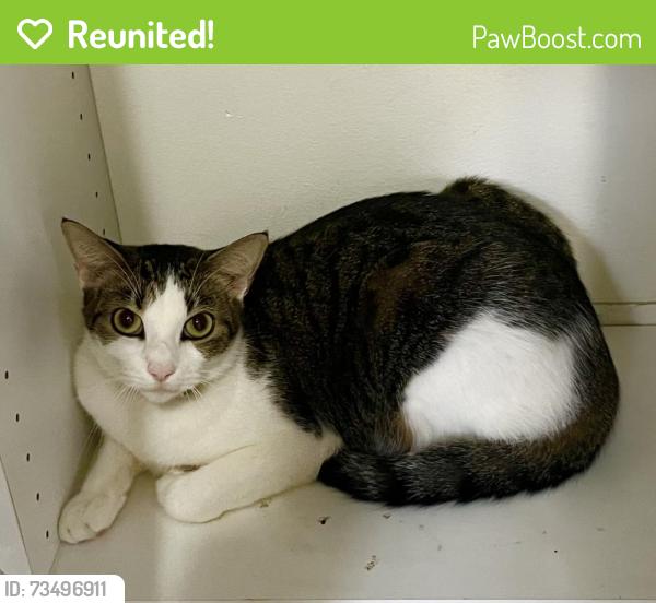 Reunited Male Cat last seen Lantana Rd and Ridgewood Dr, Greenacres, FL 33467