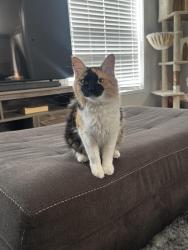Lost Female Cat last seen Cascade Trailer park on Hawk St, Federal Heights, CO 80031