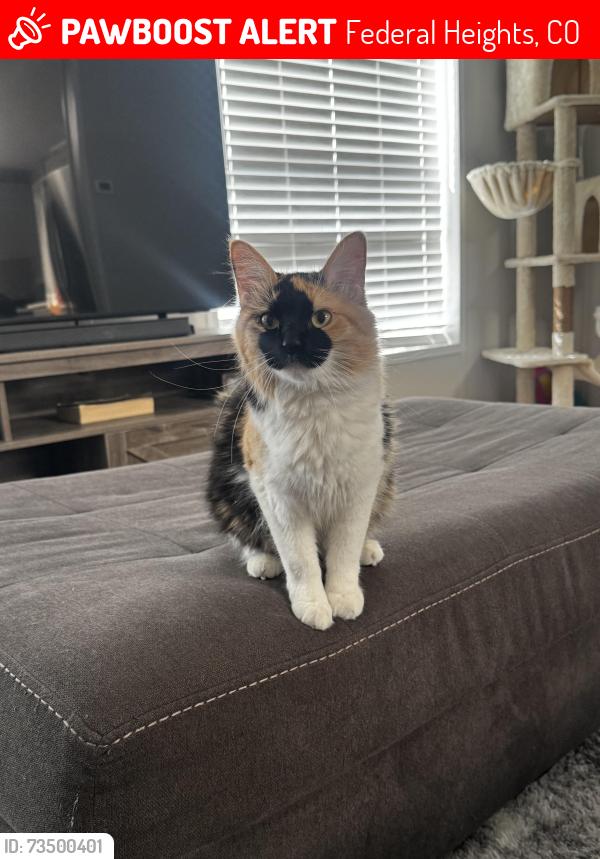 Lost Female Cat last seen Cascade Trailer park on Hawk St, Federal Heights, CO 80031