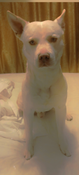 Lost Male Dog last seen He got arrested with me by East St And La Palma ave, and was last at Oc Animal Care, Animal shelter in Tustin CA, Tustin, CA 92780