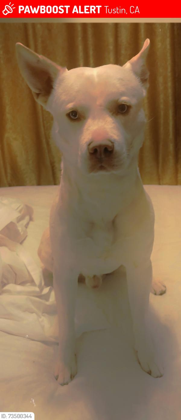 Lost Male Dog last seen He got arrested with me by East St And La Palma ave, and was last at Oc Animal Care, Animal shelter in Tustin CA, Tustin, CA 92780