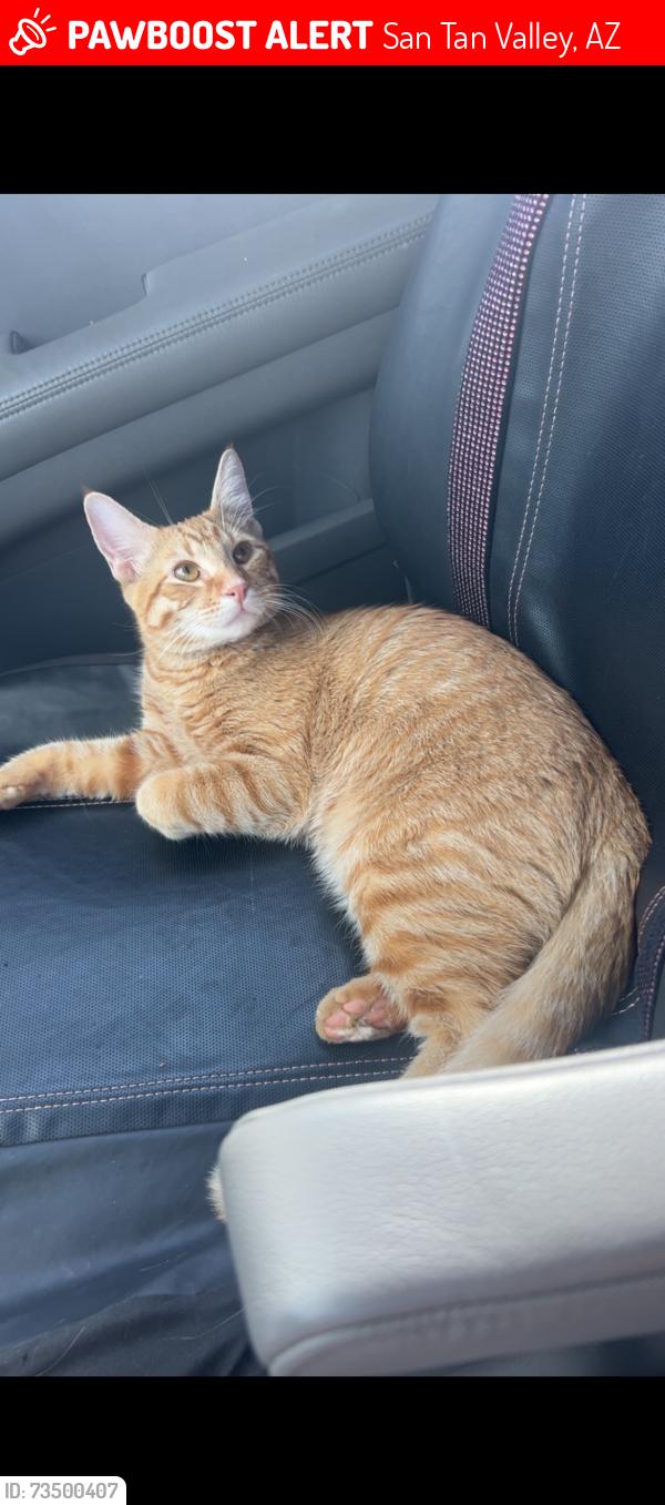 Lost Male Cat last seen San tan heights, San Tan Valley, AZ 85142