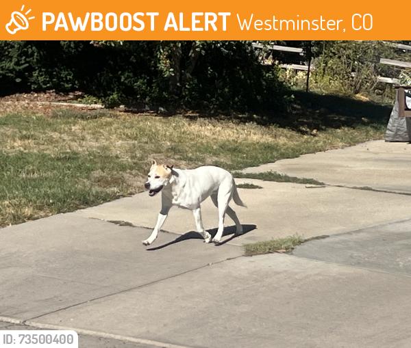 Found/Stray Unknown Dog last seen 97thth and Perry north walkway into Carroll Butts park 80031, Westminster, CO 80031