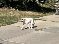Found/Stray Unknown Dog last seen 97thth and Perry north walkway into Carroll Butts park 80031, Westminster, CO 80031