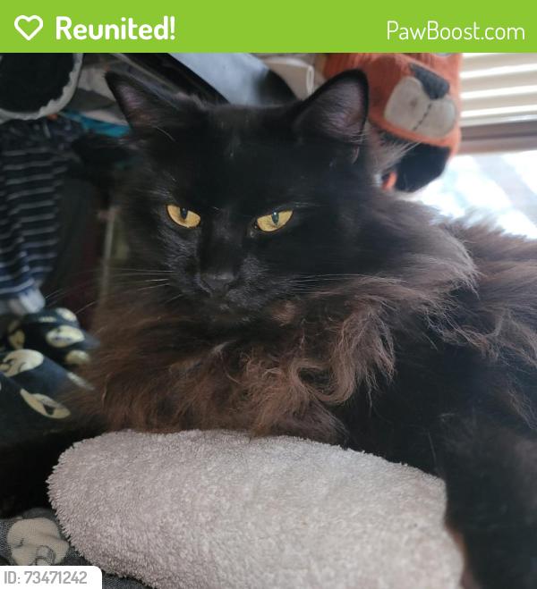 Reunited Unknown Cat last seen 60th Glisan, Portland, OR 97213