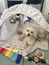 Reunited Male Dog last seen Portobelo and Santo rd, San Diego, CA 92124