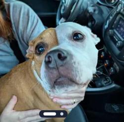 Reunited Female Dog last seen Near Harrison Ave, Cincinnati, OH 45211, Cincinnati, OH 45211