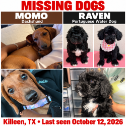 Reunited Female Dog last seen Near Fox Glove Ln, Killeen, TX 76549, USA, Killeen, TX 76549