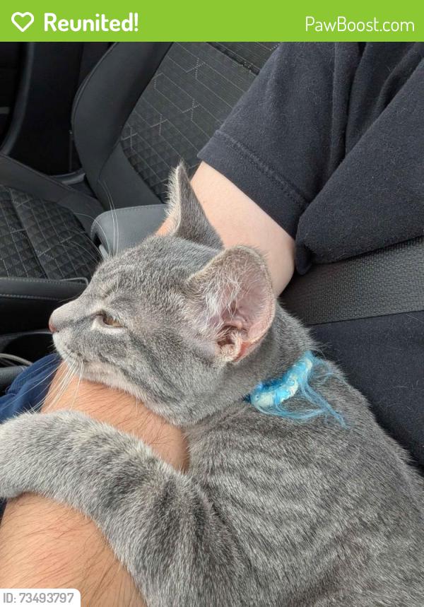Reunited Male Cat last seen Speedway across from bell tower, London, OH 43140