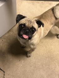 Found/Stray Female Dog last seen Irene St, Bakersfield, CA 93305