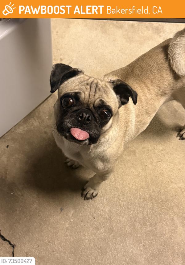 Found/Stray Female Dog last seen Irene St, Bakersfield, CA 93305