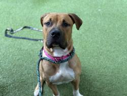 Shelter Stray Male Dog last seen in the street at E Gun Hill Road and White Plains Road, BRONX, NY, 10467, 326 E 110th St, New York, NY 10029, USA