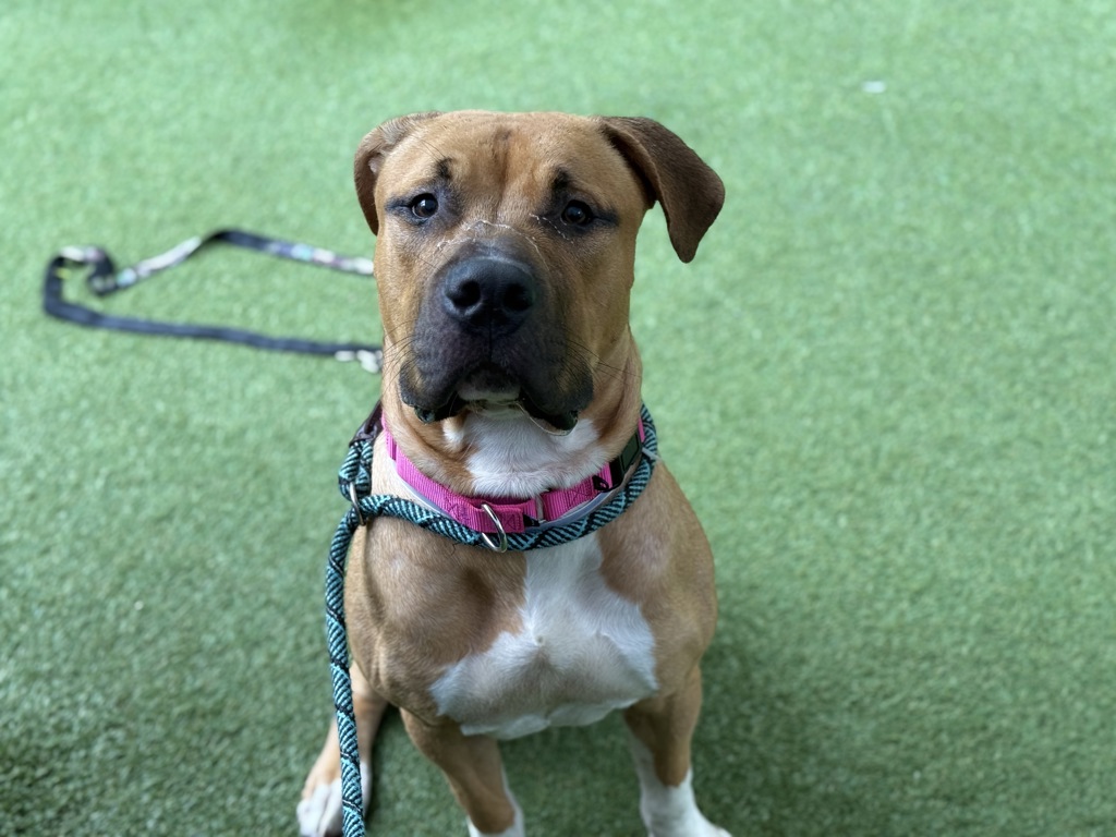 Shelter Stray Male Dog last seen in the street at E Gun Hill Road and White Plains Road, BRONX, NY, 10467, 326 E 110th St, New York, NY 10029, USA