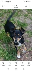 Lost Female Dog last seen South of the Border, Hamer, SC 29547