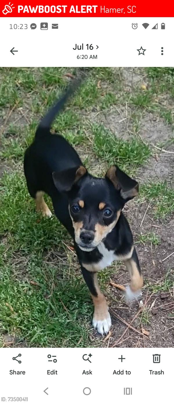 Lost Female Dog last seen South of the Border, Hamer, SC 29547