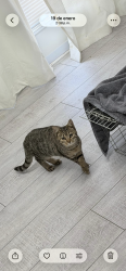 Lost Female Cat last seen Waldron rd, oakwood cove , knollwood dr , vanguard dr, La Vergne, TN 37086