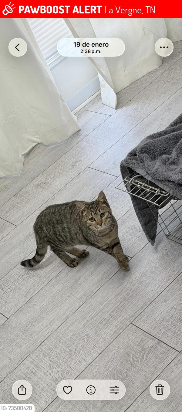 Lost Female Cat last seen Waldron rd, oakwood cove , knollwood dr , vanguard dr, La Vergne, TN 37086
