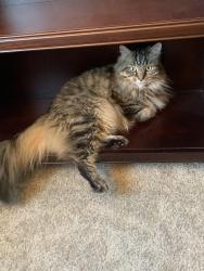 Reunited Male Cat last seen Home on Abigail Way, Indianapolis, IN 46239