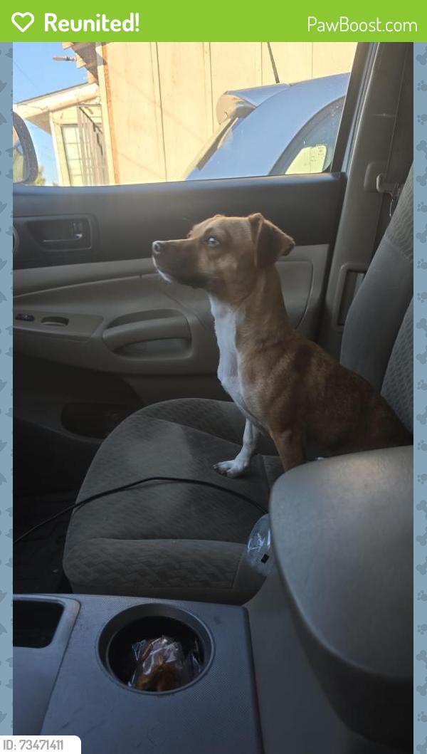 Reunited Female Dog last seen Chabot oakland, Hayward, CA 94545