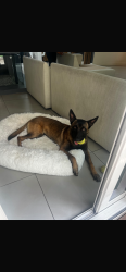 Reunited Female Dog last seen Winnetka and hatteras, Los Angeles, CA 91367