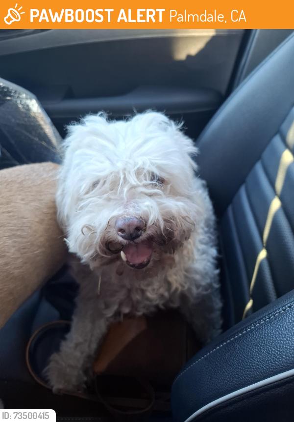 Found/Stray Female Dog last seen Avenue R6, Palmdale, CA 93550