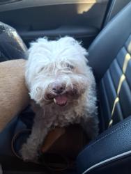 Found/Stray Female Dog last seen Avenue R6, Palmdale, CA 93550
