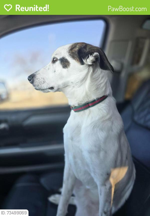 Reunited Female Dog last seen Near San Fernando Way, Dallas, TX 75218, USA, Dallas, TX 75218