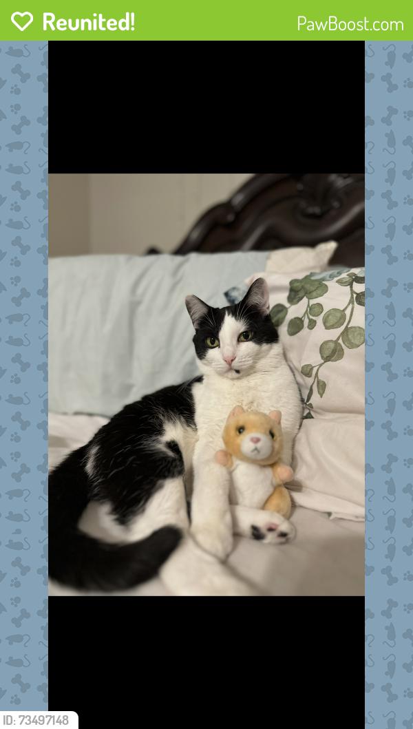 Reunited Male Cat last seen Near robinhood dr Streamwood, Streamwood, IL 60107