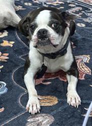 Lost Male Dog last seen Declaration drive and mueller street, Copperas Cove, TX 76522