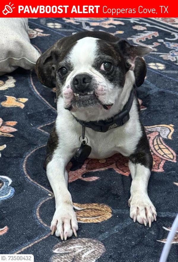 Lost Male Dog last seen Declaration drive and mueller street, Copperas Cove, TX 76522